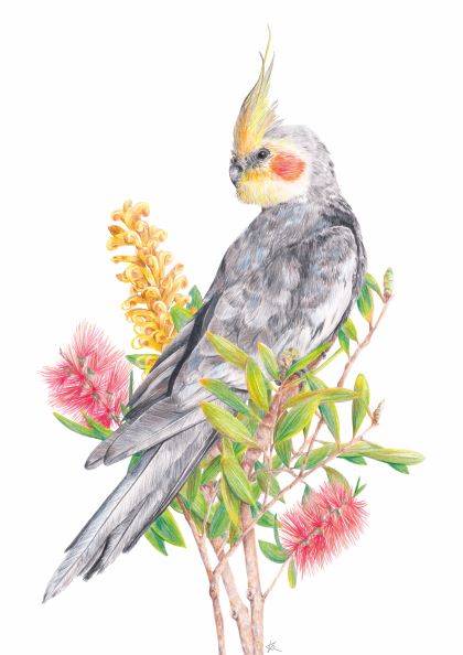 Cockatiel by Kayla Reay 40x50cm