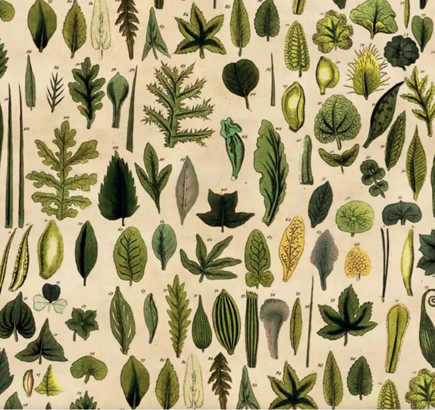 Leaves Poster Wrap - Image 2