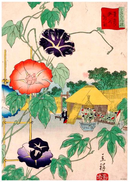 Morning Glory - Hiroshige