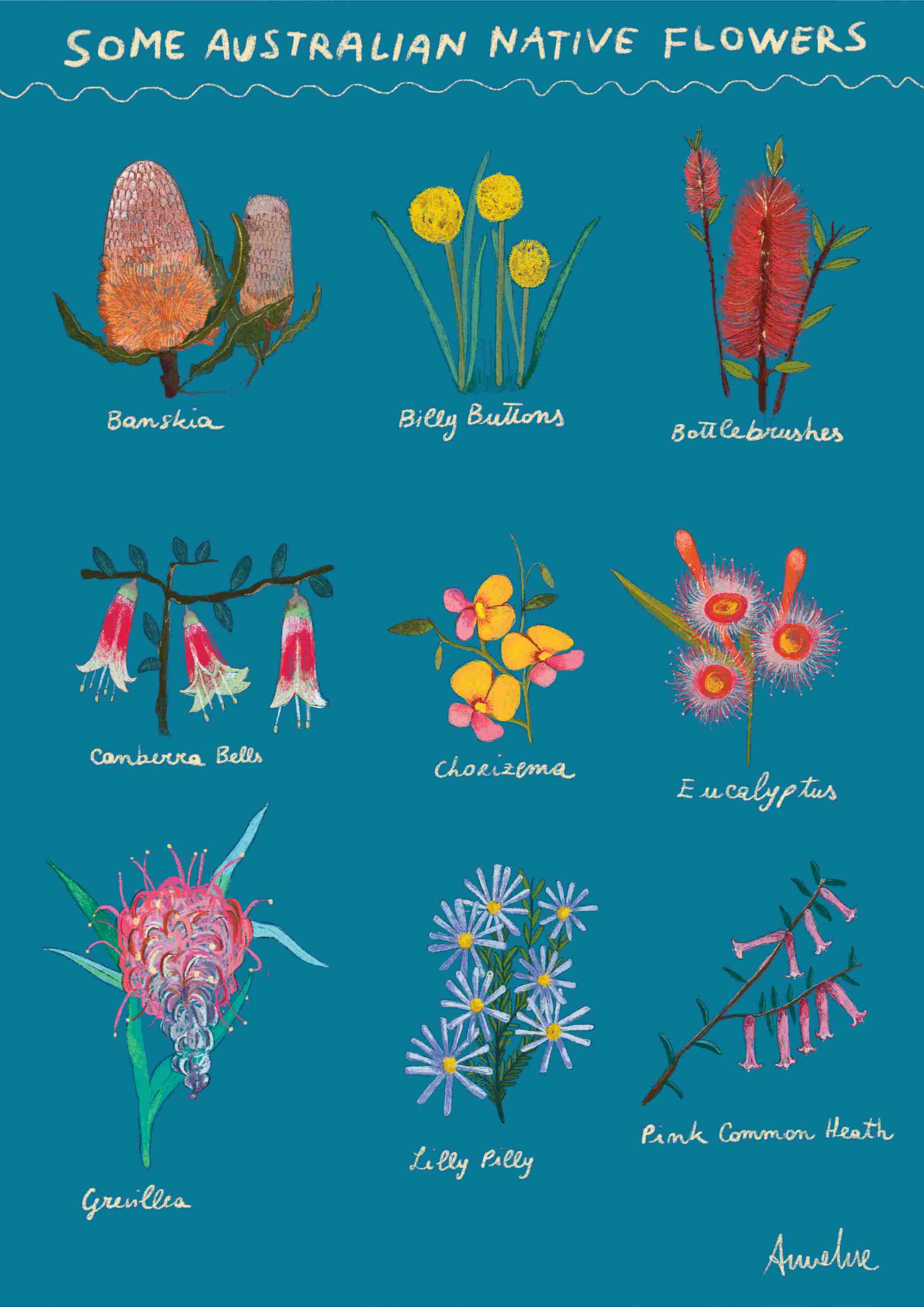 Native Aussie Flowers by Annalisa Biancardi