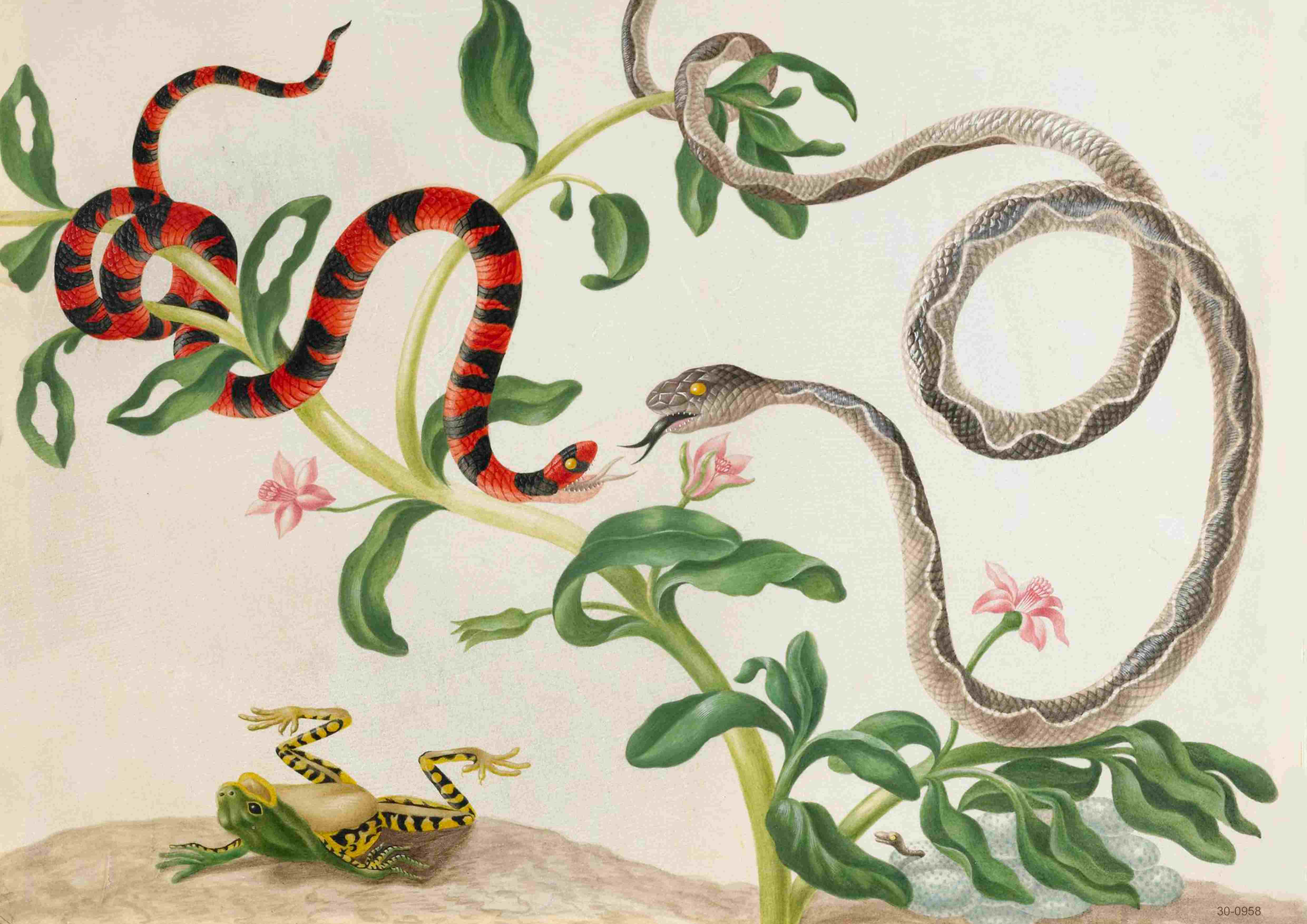 Snakes and Frog Antique Drawing